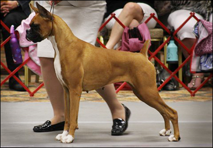 McLord's Gracious Way - Hannah, Boxer, Boxer Dog Breeder Orange County California