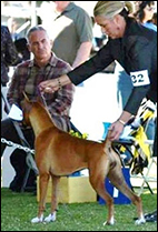 Wendy Bettis and Beacon, This Little Light of Mine, McLord Boxers ABC Champion