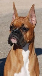 Beacon, This Little Light of Mine, McLord Boxers ABC Champion