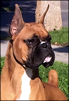 Beacon, This Little Light of Mine, McLord Boxers ABC Champion