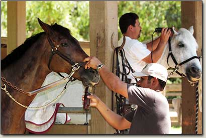 Nellie Gail Horse Care Services